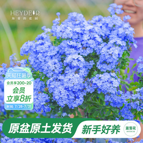 海蒂阳台蓝雪花海蒂的花园