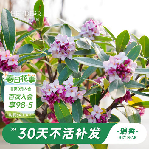 海蒂的花园金边瑞香阳台花卉