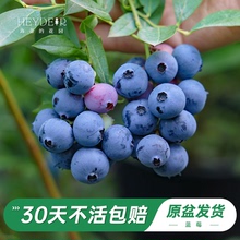 海蒂的花园旗舰店蓝莓树果苗北方庭院盆栽水果树苗阳台花卉绿植