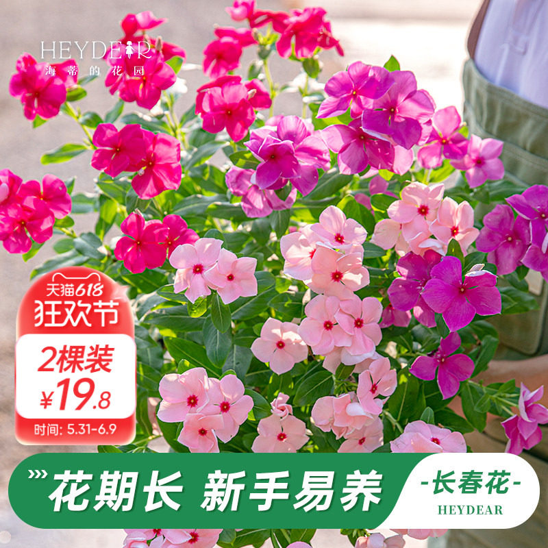 海蒂的花园旗舰店长春花花苗鲜花盆栽阳台庭院耐热花卉绿植带花苞