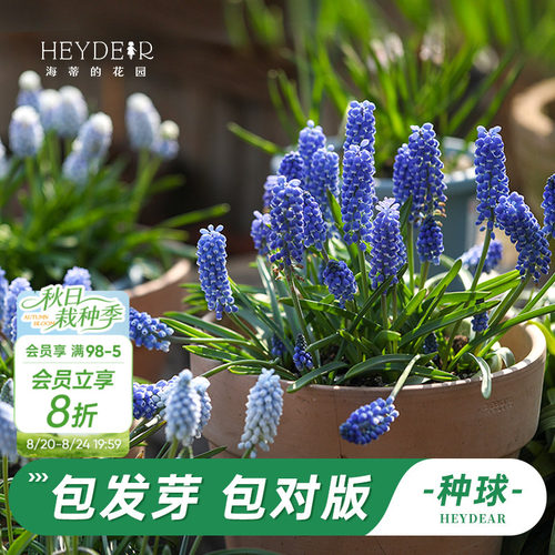 葡萄风信子海蒂的花园