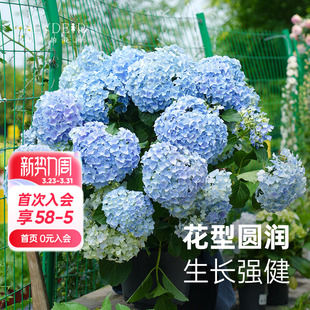 海蒂 花园旗舰店大花绣球花苗无尽夏大海蓝阳台庭院花卉盆栽植物