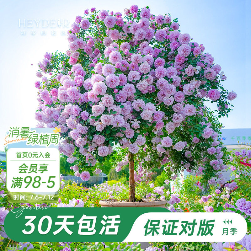 海蒂的花园旗舰店树桩棒棒糖月季果汁阳台月季浓香带花苞盆栽植物