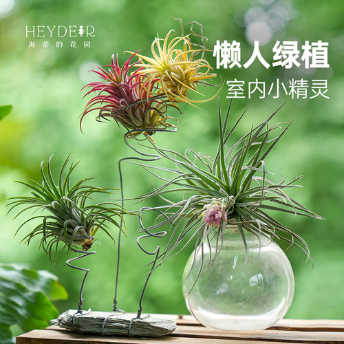 空气凤梨无土植物室内趣味绿植