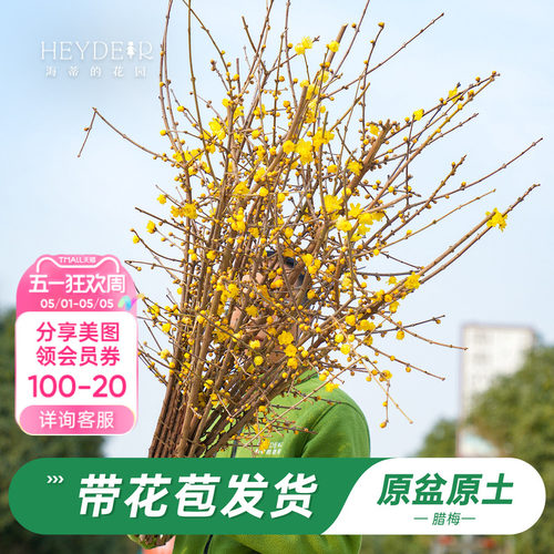 海蒂的花园腊梅花苗易活好养