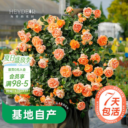 海蒂的花园月季多季开花带苞发货