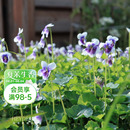 花园 海蒂 熊猫堇稀有多年生宿根地被植物花期长可垂吊盆栽苗