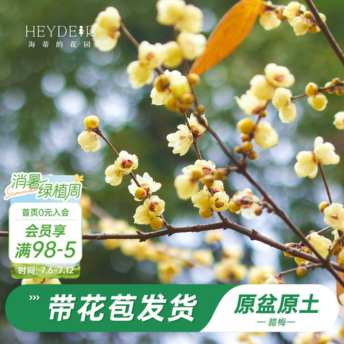海蒂的花园腊梅花苗易活好养