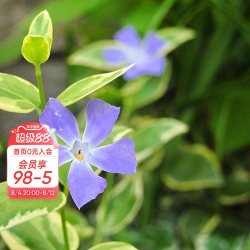 海蒂的花园花叶蔓长春多年生
