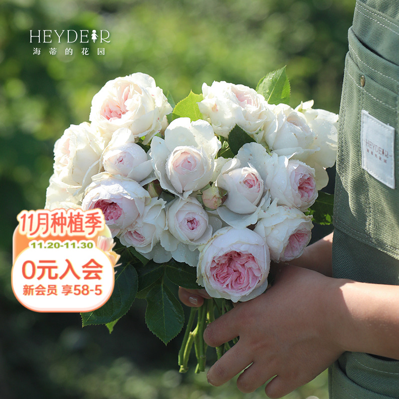 海蒂的花园月季粉色庭院盆栽苗