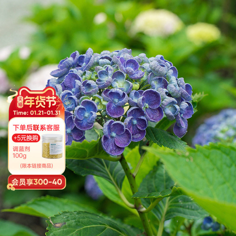 海蒂的花园 爆米花大花绣球阳台庭院好养耐寒木本花卉植物盆栽苗,鲜花速递/花卉仿真/绿植园艺,绣球/木绣球/木本植物,淘宝优惠券,粉丝福利购,淘宝优惠卷