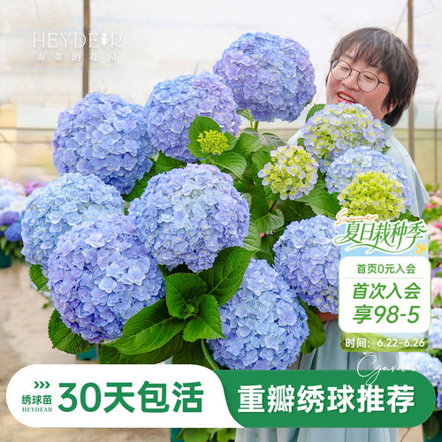 海蒂的花园重瓣绣球阳台庭院可种