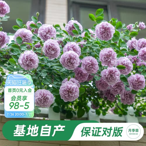 海蒂的花园蓝色阴雨月季