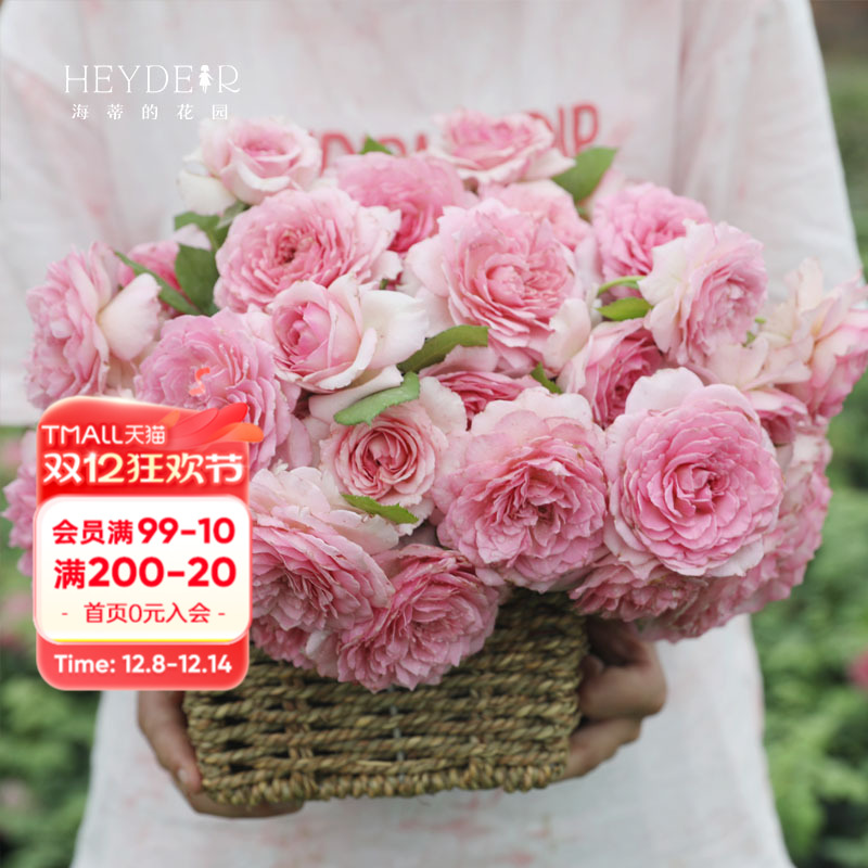 海蒂的花园罗衣藤本少刺