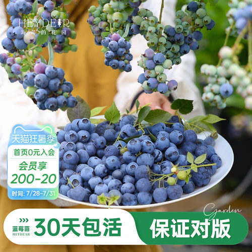 海妈家蓝莓苗原盆原土发货