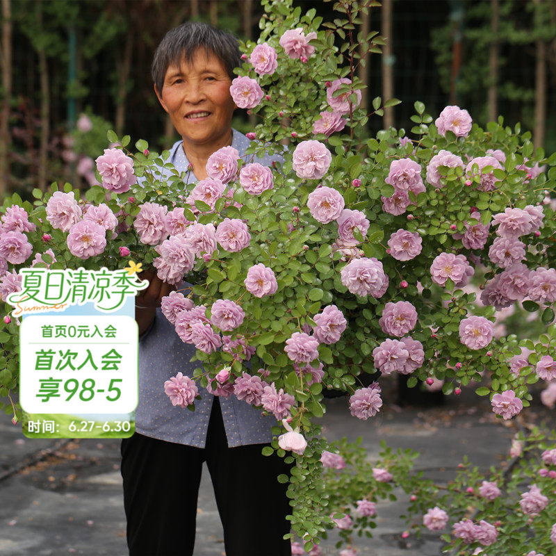 海蒂的花园 弗洛伦蒂娜龙沙宝石等海妈家花墙拱门爬藤月季盆栽苗 - 实物图