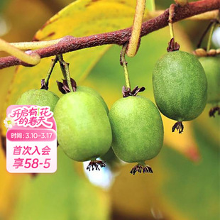 海蒂的花园旗舰店软枣猕猴桃多年生藤本植物爬藤果树水果苗盆栽苗