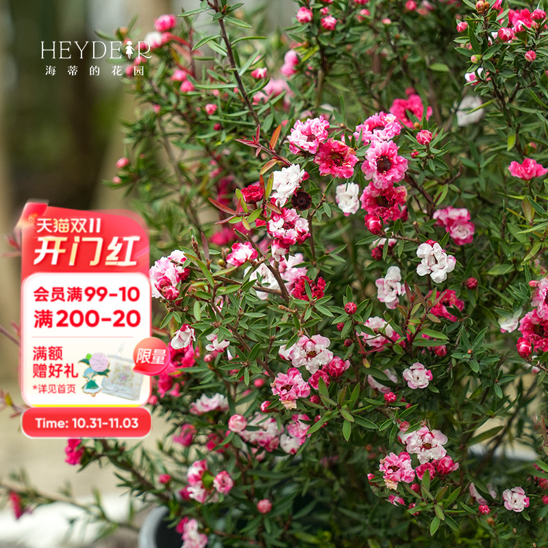 海蒂的花园旗舰店松红梅盆栽花卉苗耐寒冬季阳台庭院开花植物盆栽