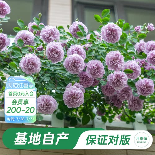 海蒂的花园蓝色阴雨月季