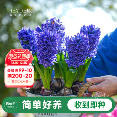 风信子海蒂的花园春季花卉