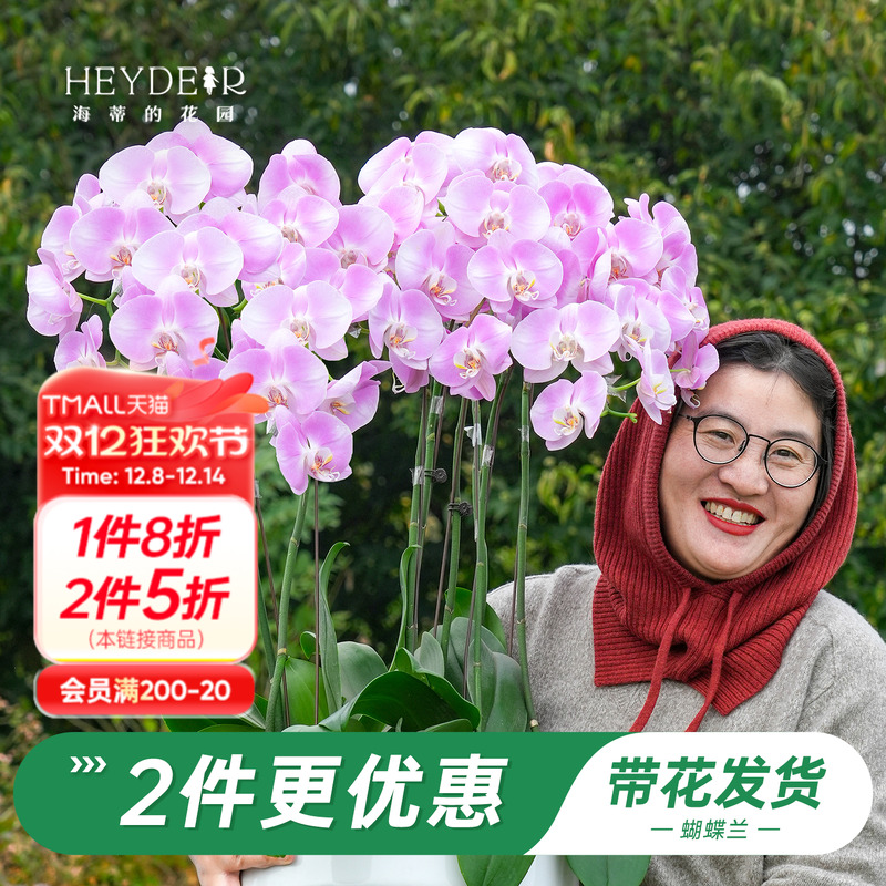 【品牌保障】A级蝴蝶兰带花发货