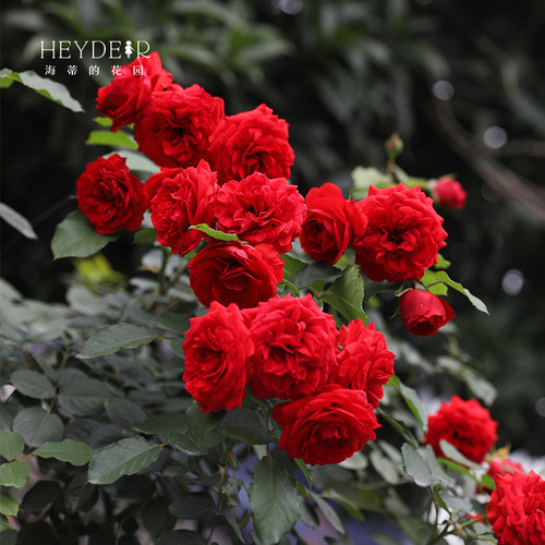 海蒂花园红苹果红色月季灌木花卉