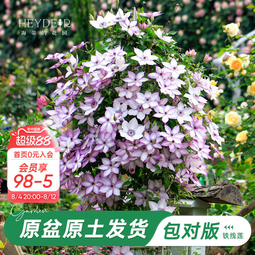 海蒂的花园铁线莲乌托邦爬藤植物
