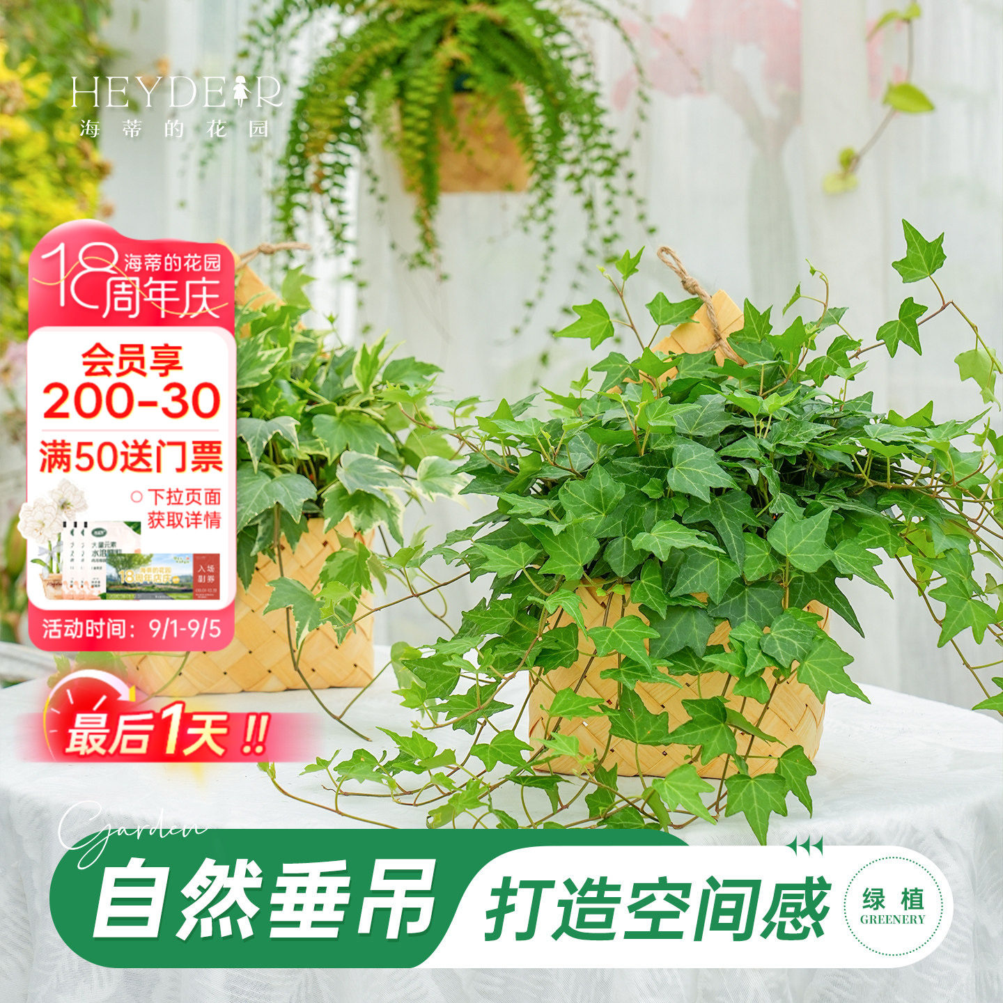 海蒂的花园旗舰店常春藤绿植室内盆栽桌面绿植花卉办公室植物苗
