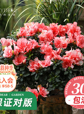 海蒂的花园旗舰店花灌木茶花树苗杜鹃小苗松红梅庭院花卉植物盆栽