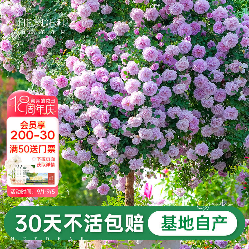 基地自产月季花苗累计销售30万+图片