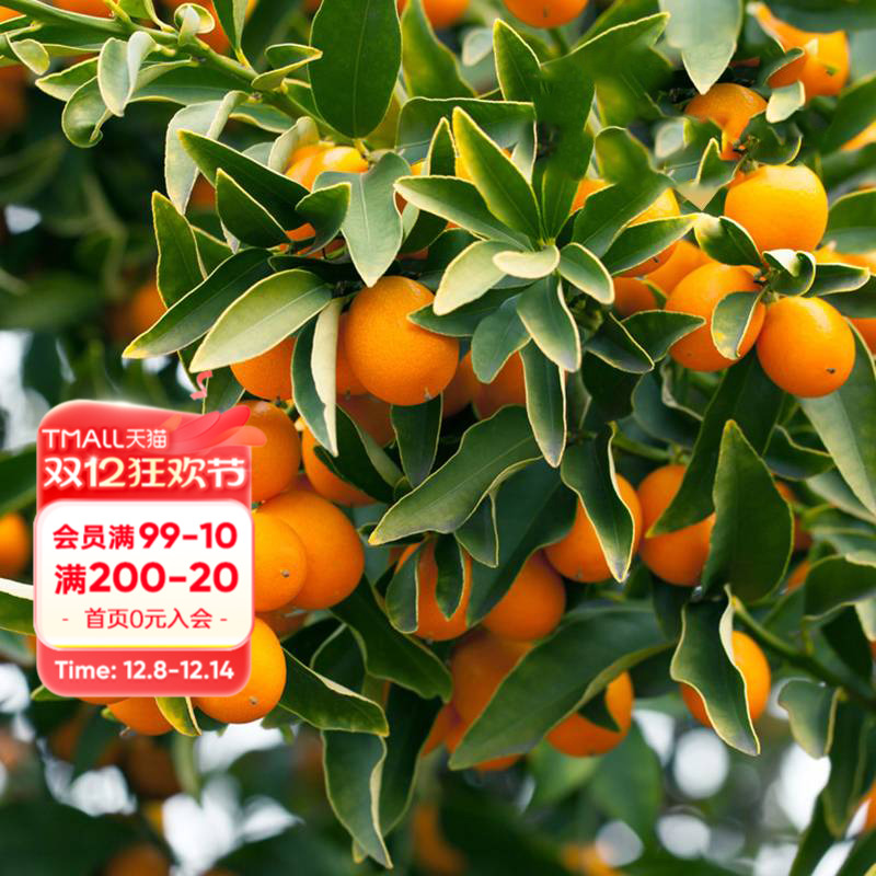 海蒂的花园家庭种植果树