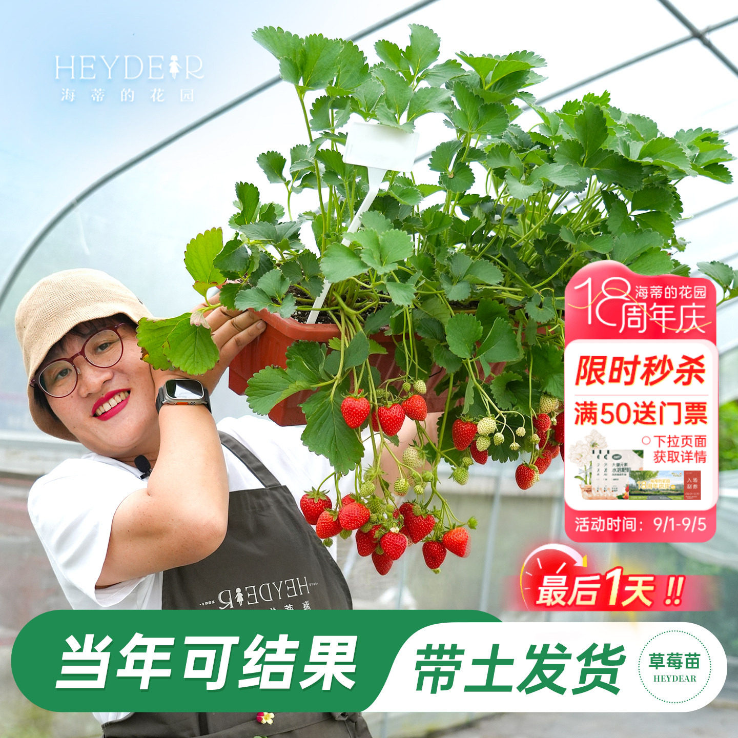 红颜草莓苗秧优质草莓苗穴盘苗当年可结果新苗带土果苗可食用水果