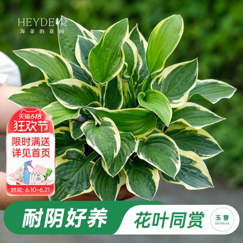 海蒂的花园玉簪阳台庭院观叶