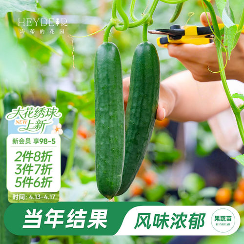 当年结果黄瓜苗大苗好吃包对版