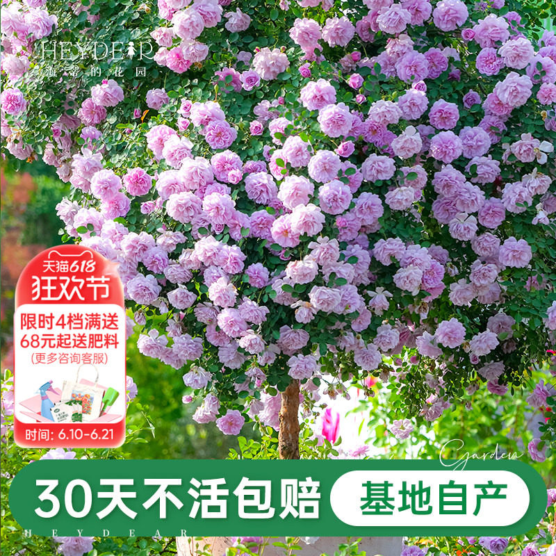 海蒂的花园旗舰店月季小苗花卉盆栽植物果汁阳台微型月季爬藤月季