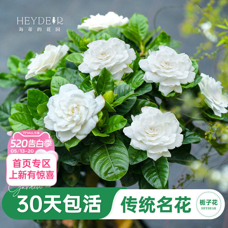 海蒂的花园旗舰店栀子花盆栽阳台植物棒棒糖树苗四季好养花卉绿植