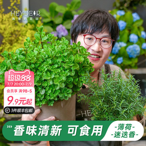 牛排用迷迭香盆栽可食用薄荷苗