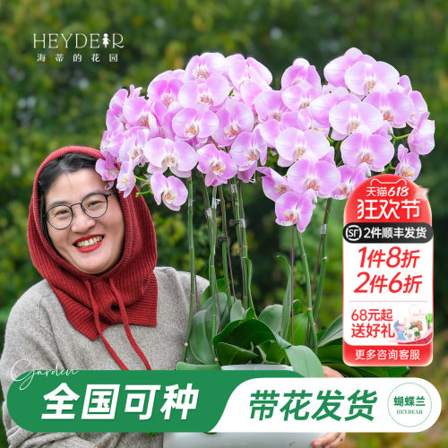 【品牌保障】A级蝴蝶兰带花发货