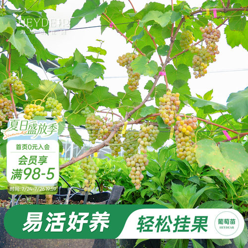 海蒂的花园葡萄苗包对版可结果