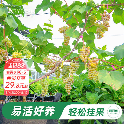 海蒂的花园葡萄苗包对版可结果
