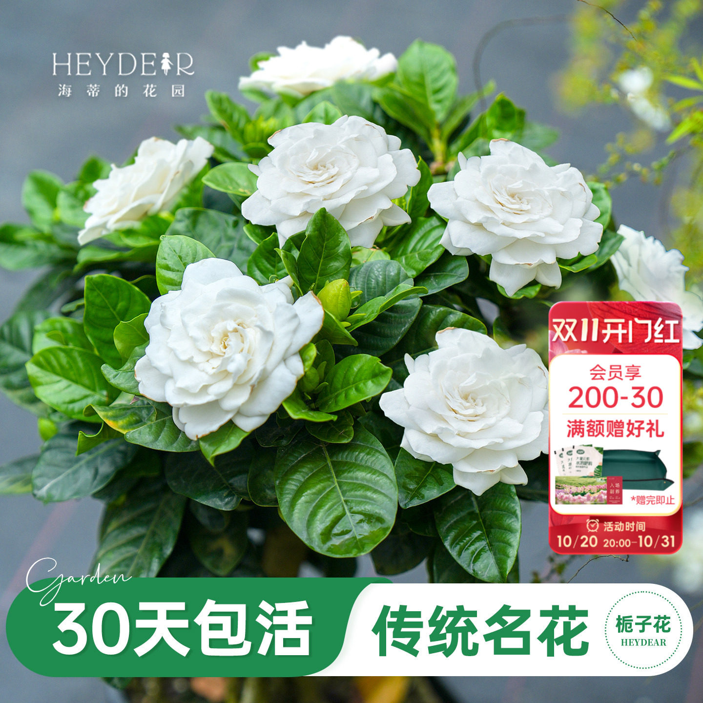 海蒂的花园旗舰店栀子花盆栽阳台植物棒棒糖树苗四季好养花卉绿植