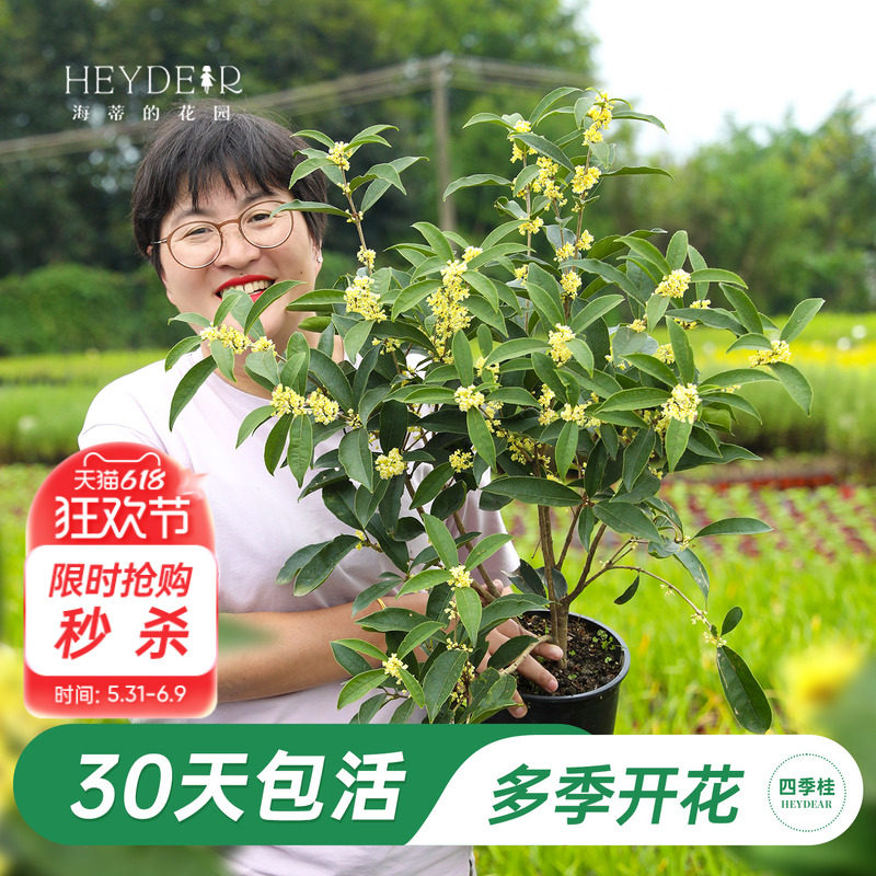 海蒂的花园旗舰店桂花树苗庭院花卉绿植盆栽多季节开花植物