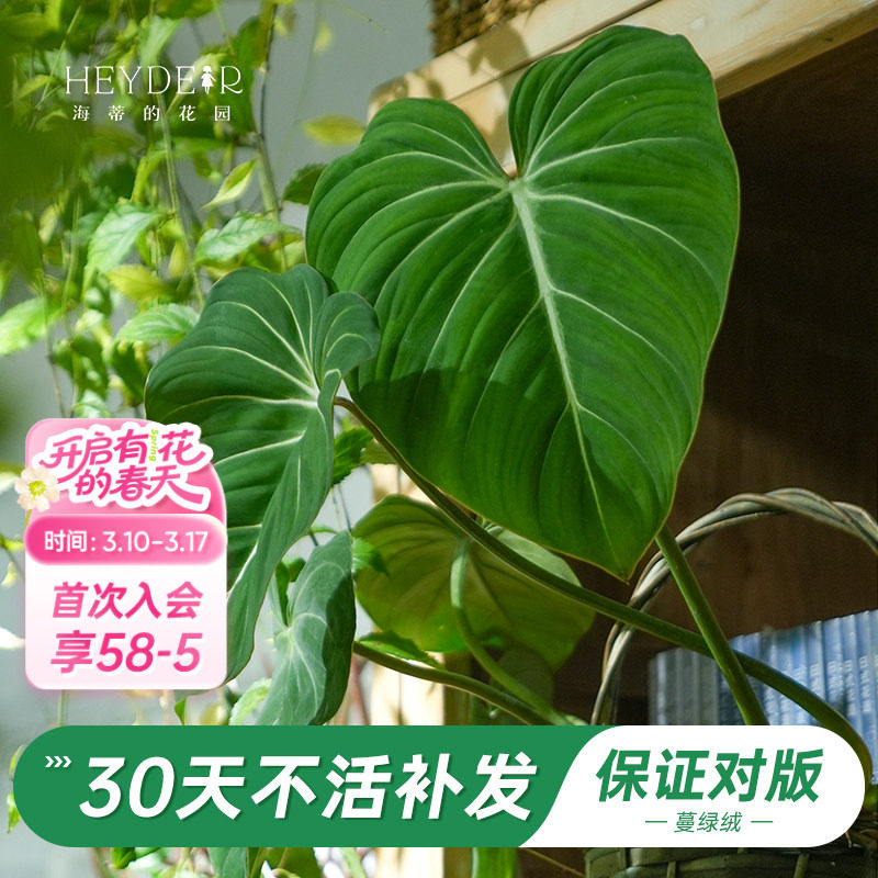 海蒂的花园旗舰店荣耀蔓绿绒花卉植物室内花办公室桌面绿植盆栽