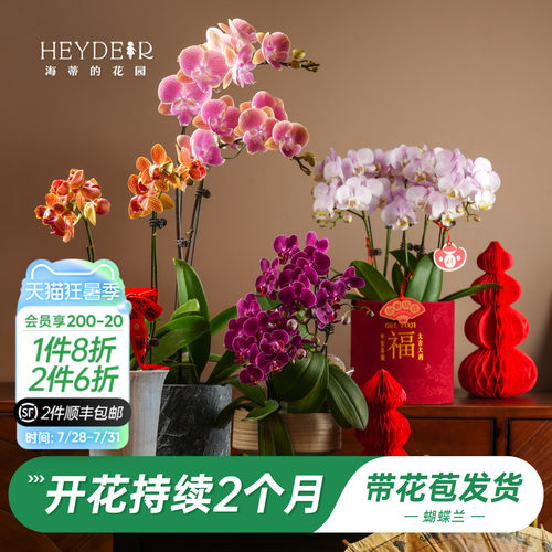 【品牌保障】A级蝴蝶兰带花发货