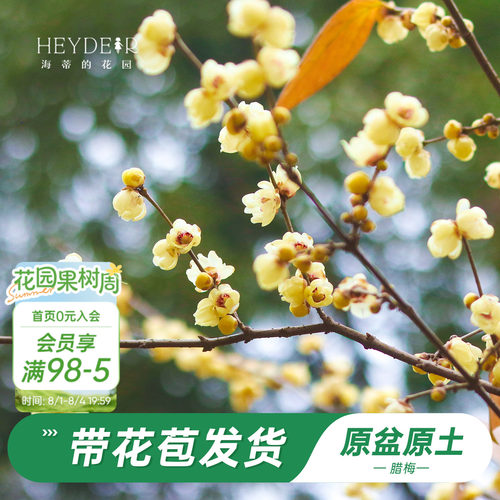 海蒂的花园腊梅花苗易活好养