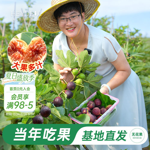 基地自产无花果苗保证对版
