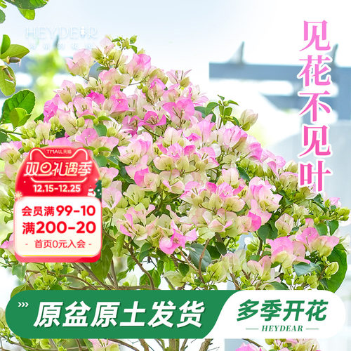 带盆发货30天包活品牌保障