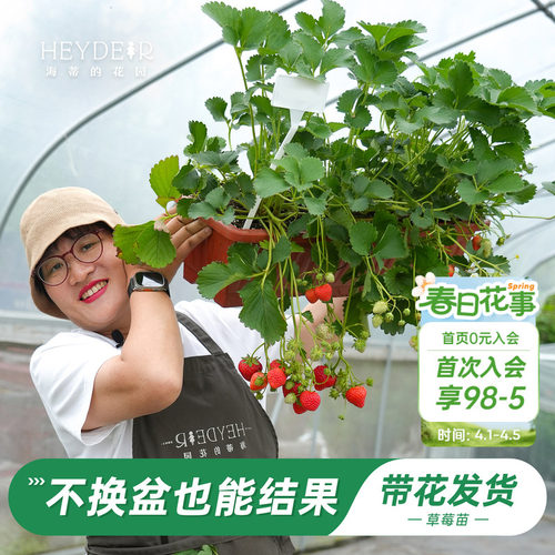 特大号草莓，不换盆就能结果