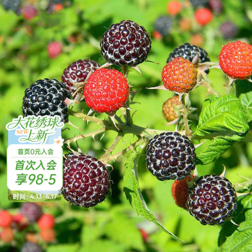 树莓果苗家庭种植可食用