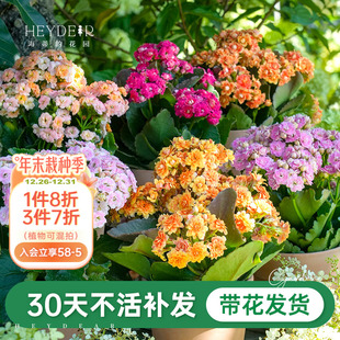 海蒂 花园旗舰店长寿花重瓣大花花苗盆栽带花苞复瓣复色室内花卉